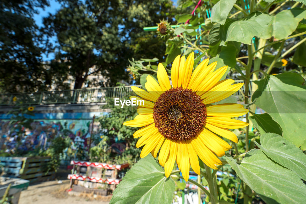 CLOSE-UP OF BEE ON SUNFLOWER