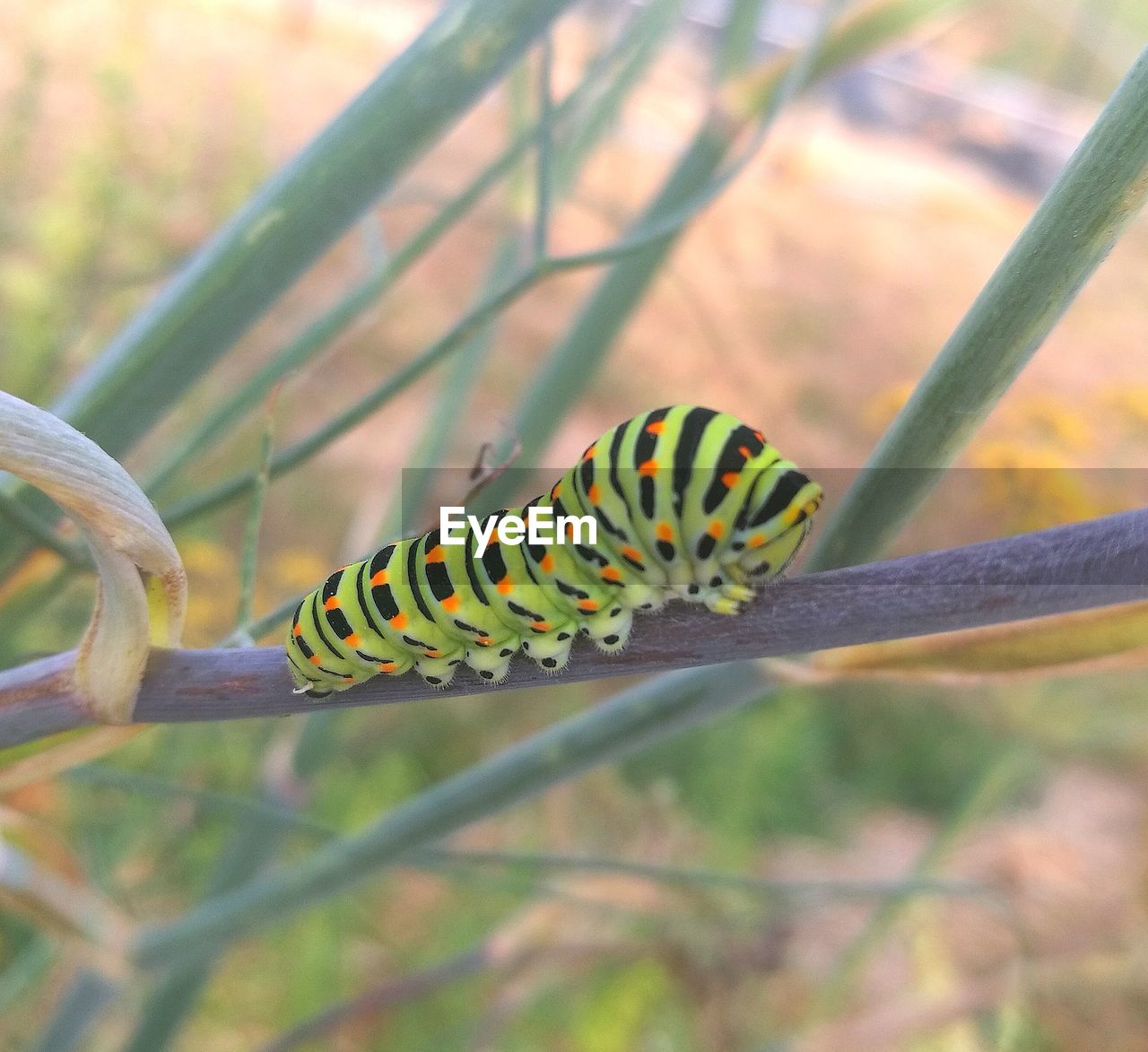 Close-up of insect on leaf