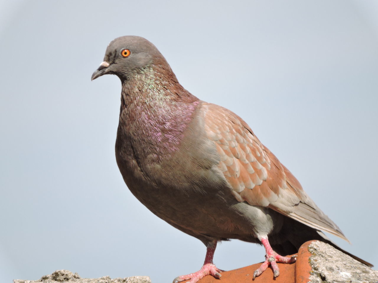 CLOSE-UP OF GREAT AGAINST SKY