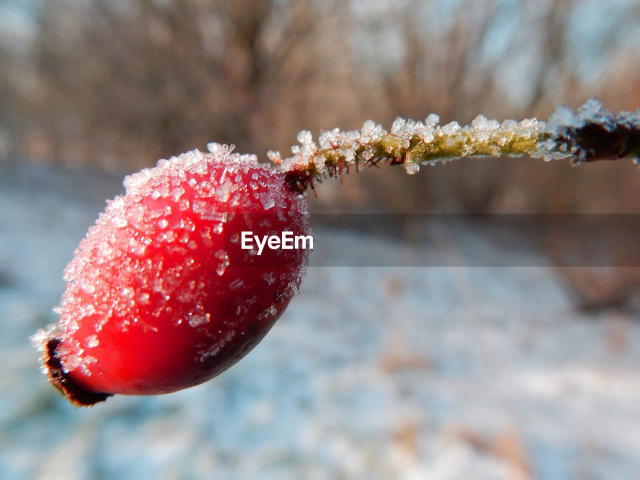 Close-up of frost on rose hip