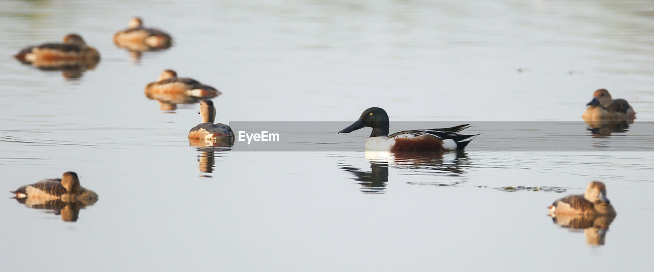 DUCKS IN LAKE