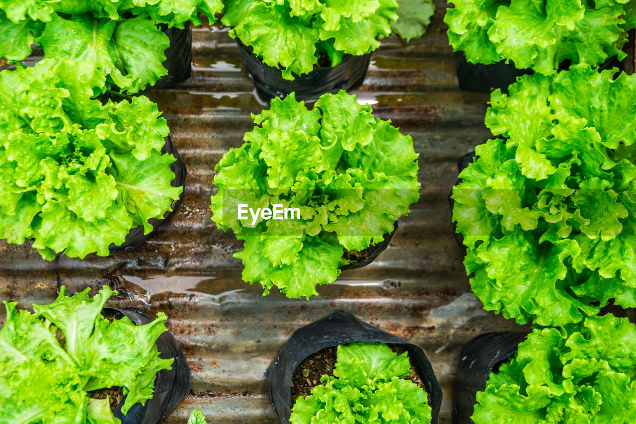 Full frame shot of vegetables