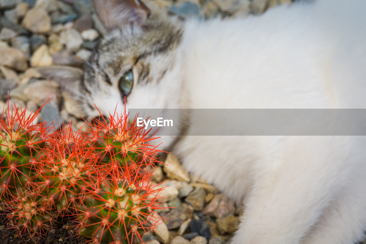 CLOSE-UP OF A CAT RESTING ON A PLANT