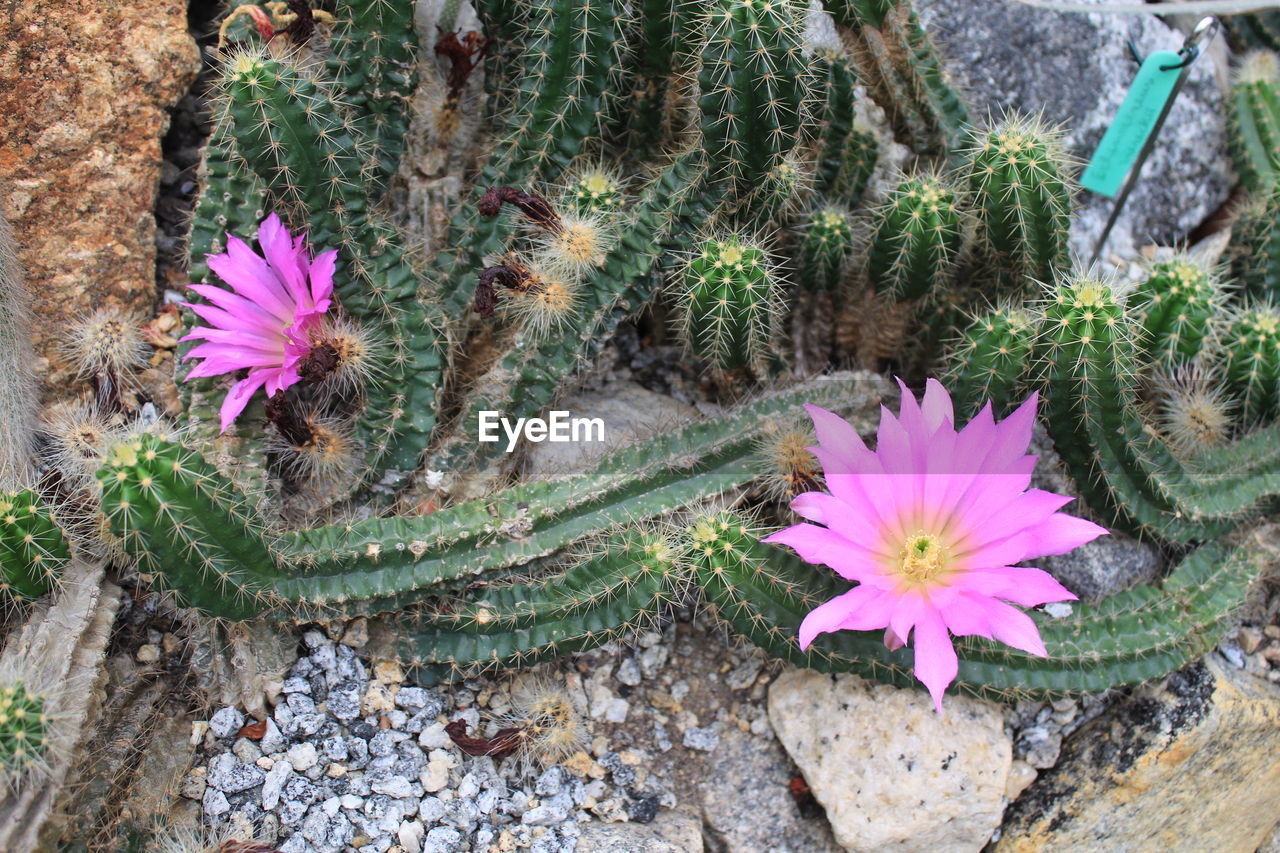 HIGH ANGLE VIEW OF PINK FLOWERING PLANTS