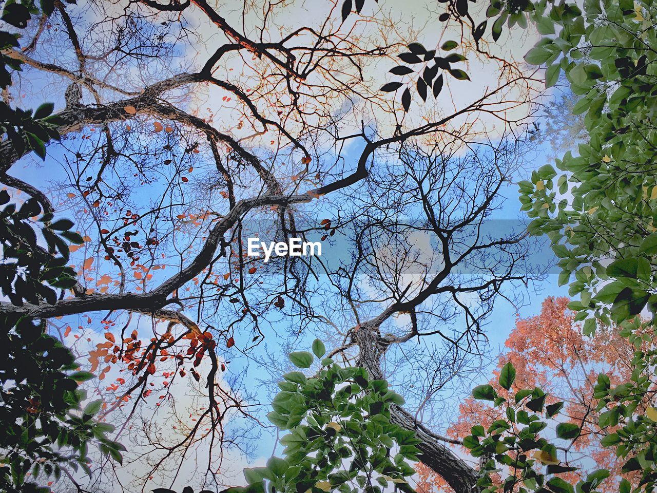 LOW ANGLE VIEW OF FLOWERING TREE AGAINST CLEAR SKY