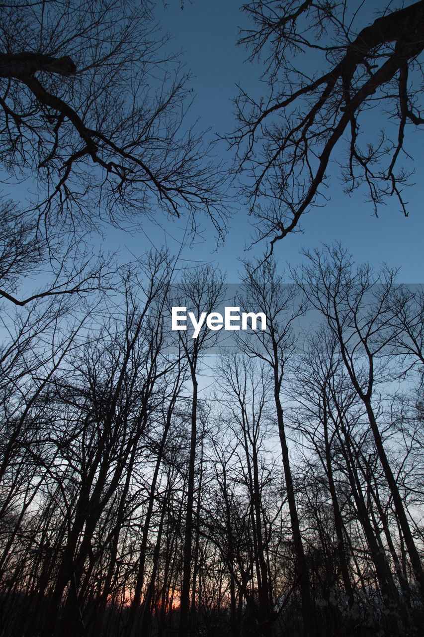 LOW ANGLE VIEW OF BARE TREES AGAINST SKY