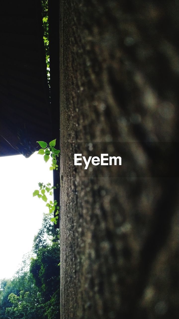 CLOSE-UP OF TREE TRUNK AGAINST SKY