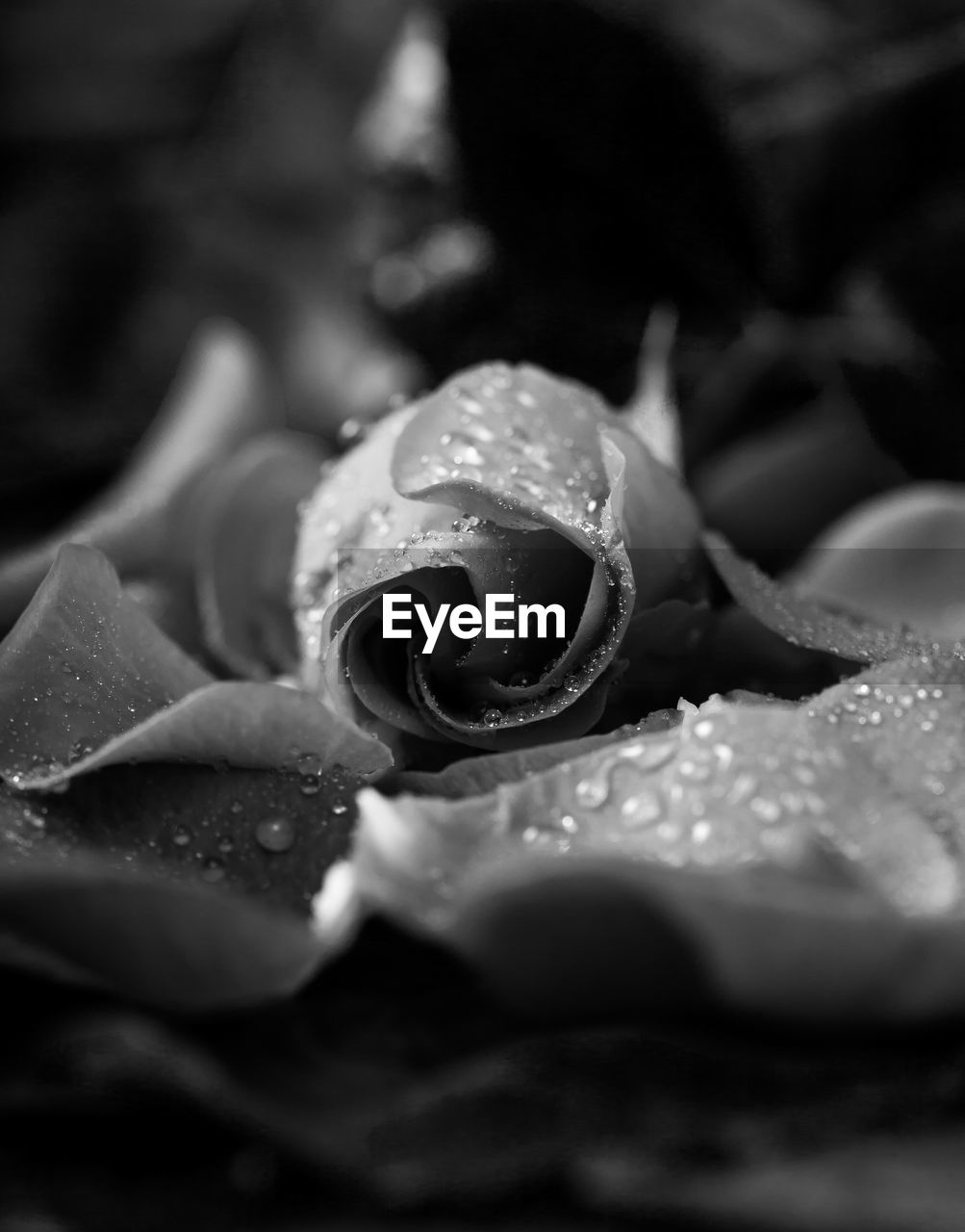 Close-up of wet roses during monsoon