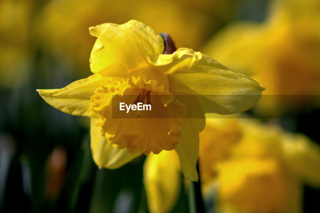 Close-up of yellow flowering plant