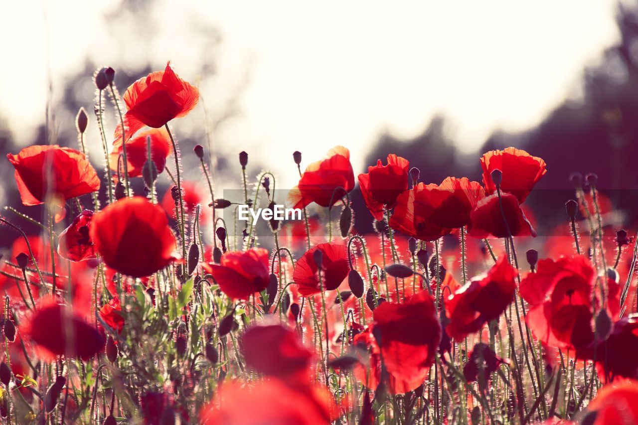 Red poppies on field