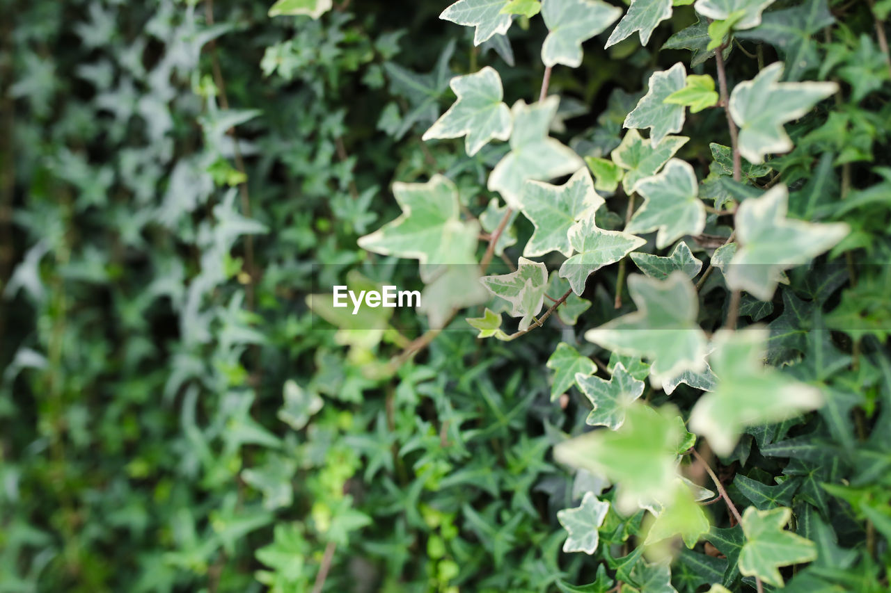 FULL FRAME SHOT OF GREEN LEAVES