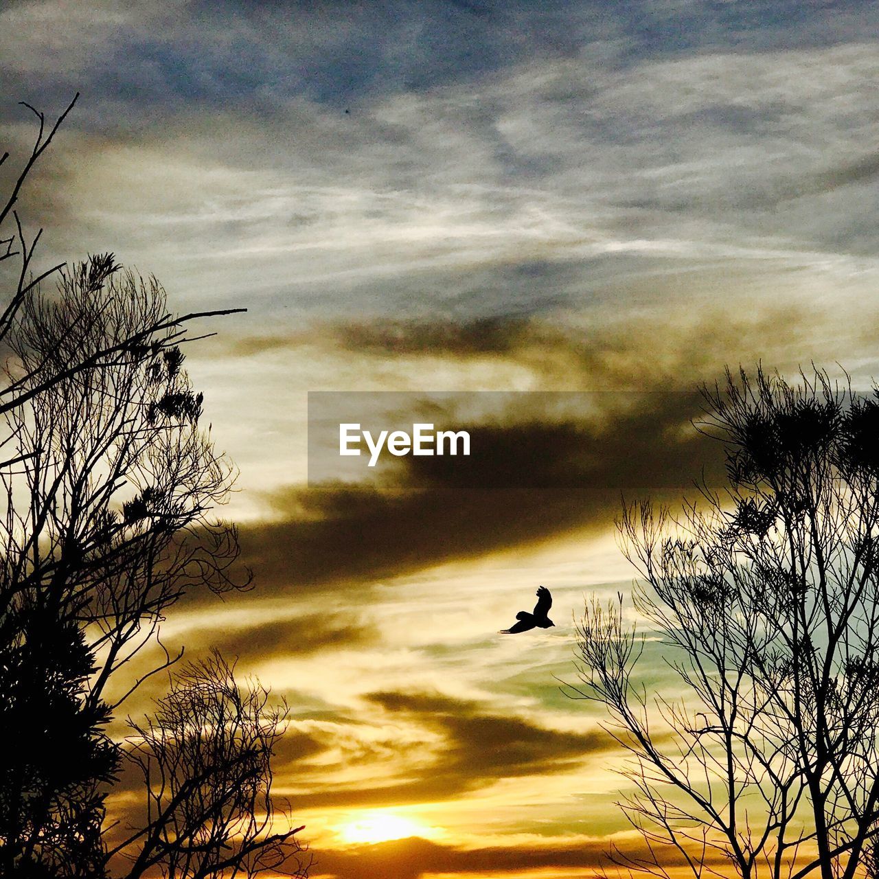 SILHOUETTE BIRDS AGAINST SKY DURING SUNSET