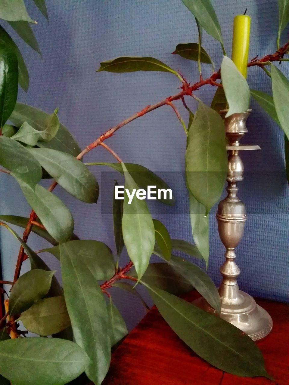 CLOSE UP OF PLANT