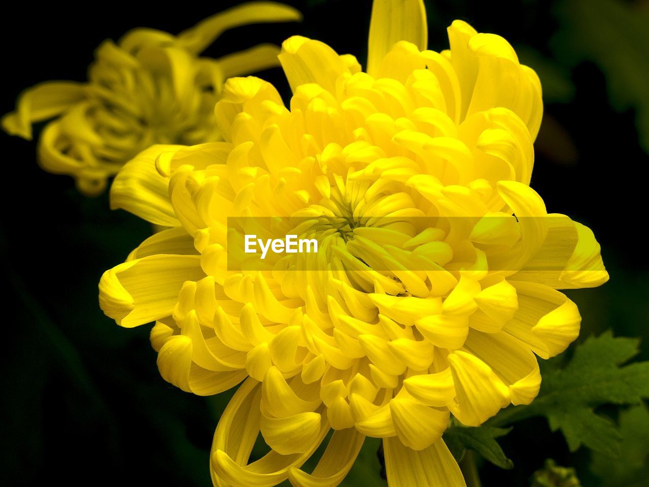 Close-up of white flower