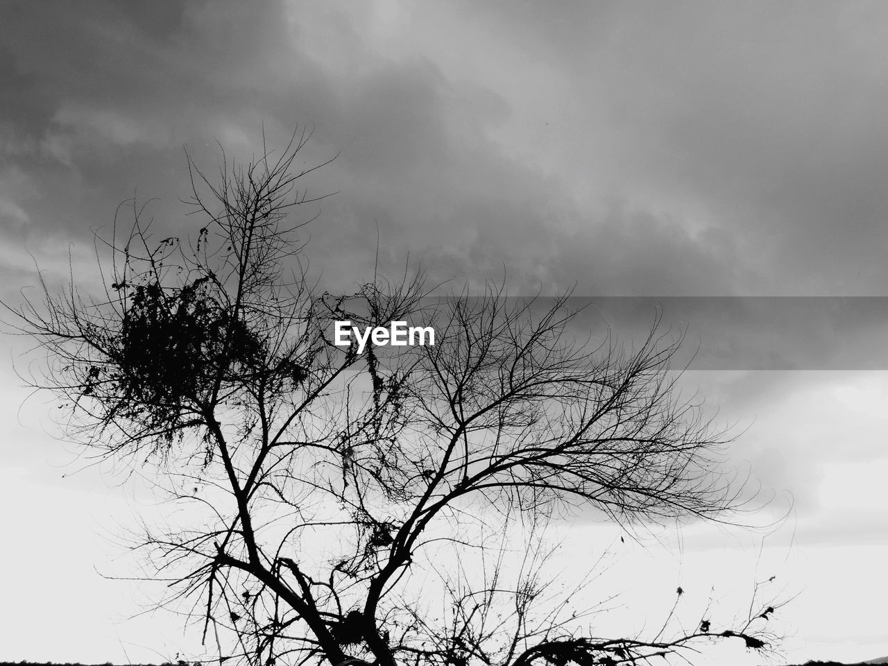 LOW ANGLE VIEW OF TREE AGAINST SKY