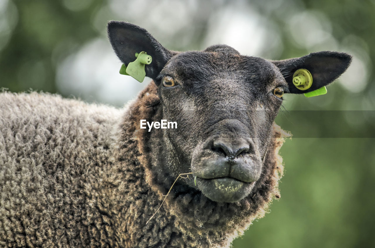 Black sheep looking in camera against a green blurred background