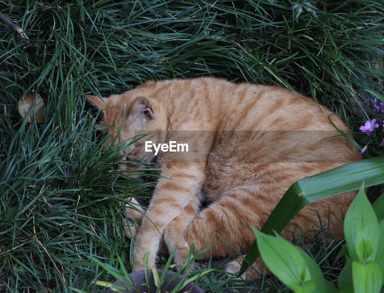 CAT ON GRASS FIELD