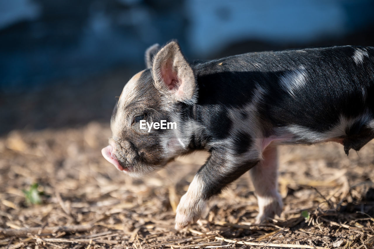 Brown, black and white piglets playing