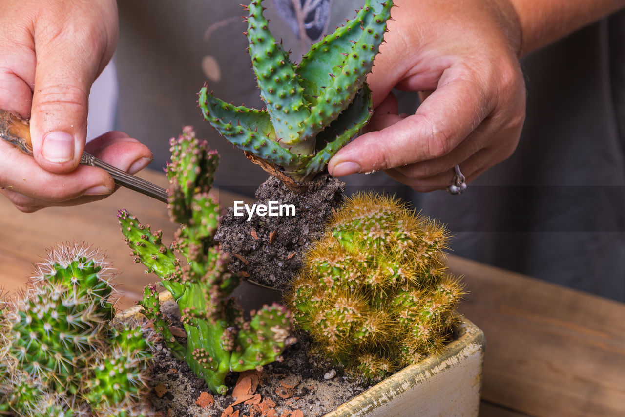 A woman transplants a cactus flower into a small figured flower pot. floriculture, close-up.
