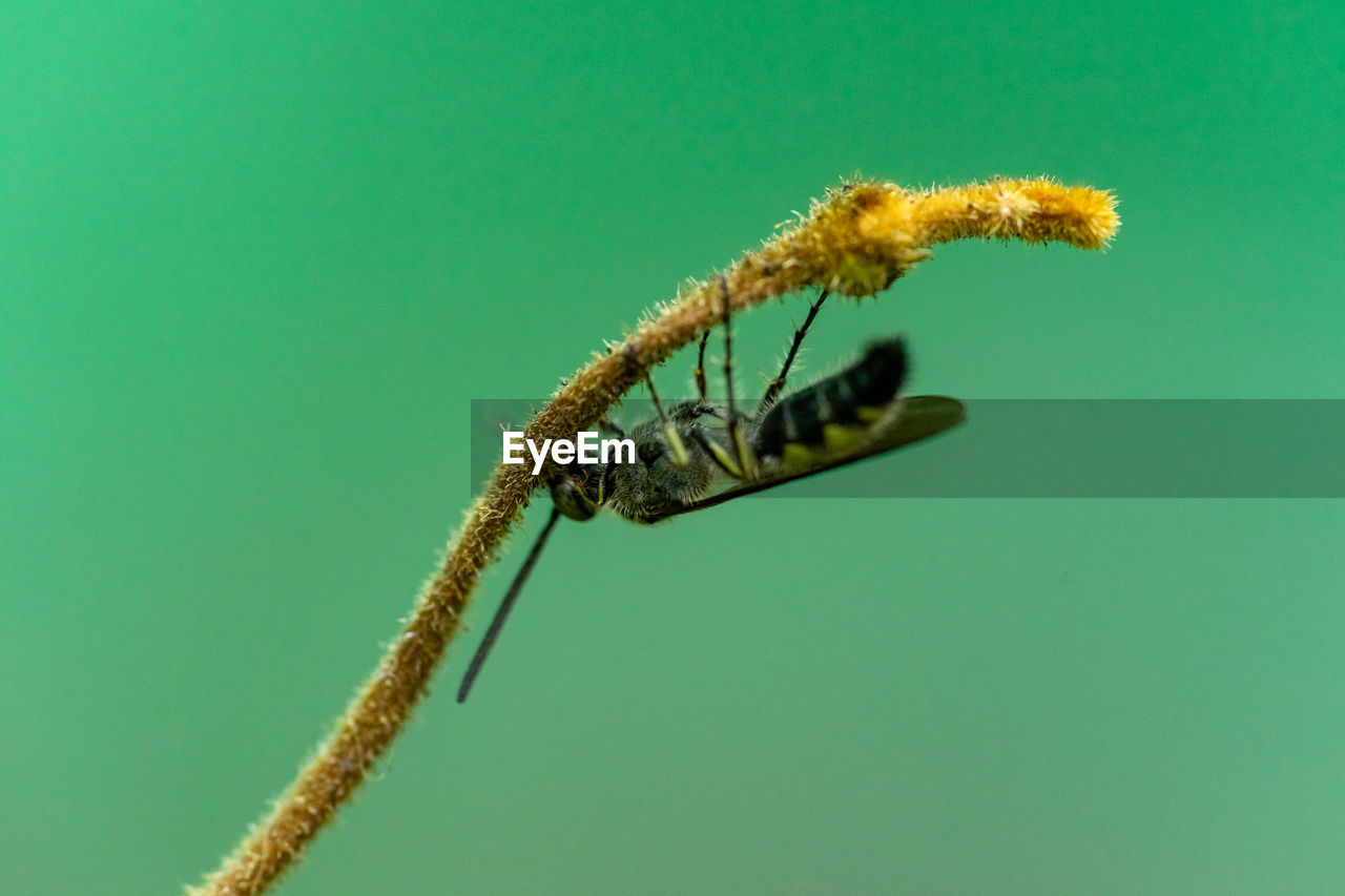 Close-up of insect on leaf against green background