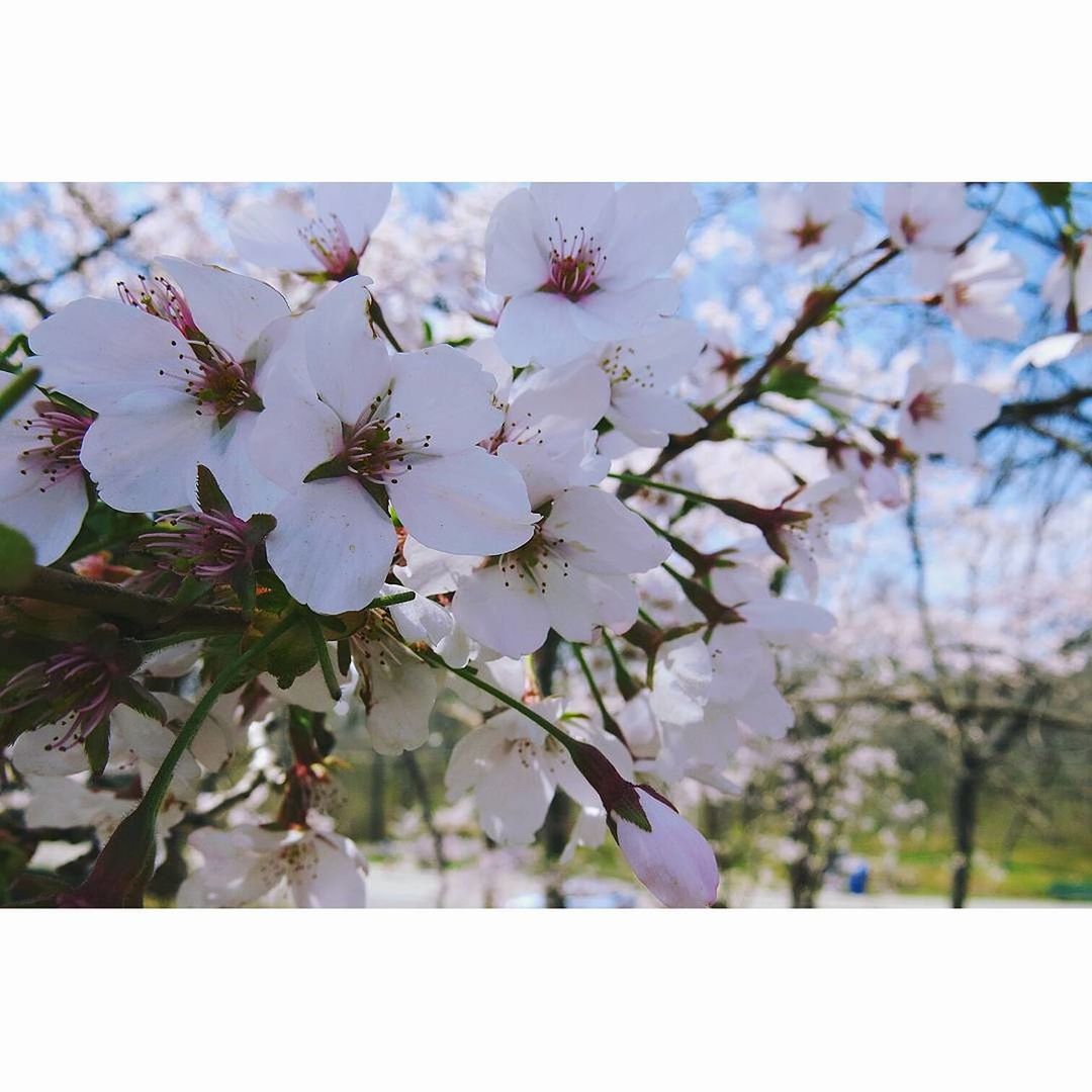 CLOSE-UP OF WHITE FLOWERS ON TREE