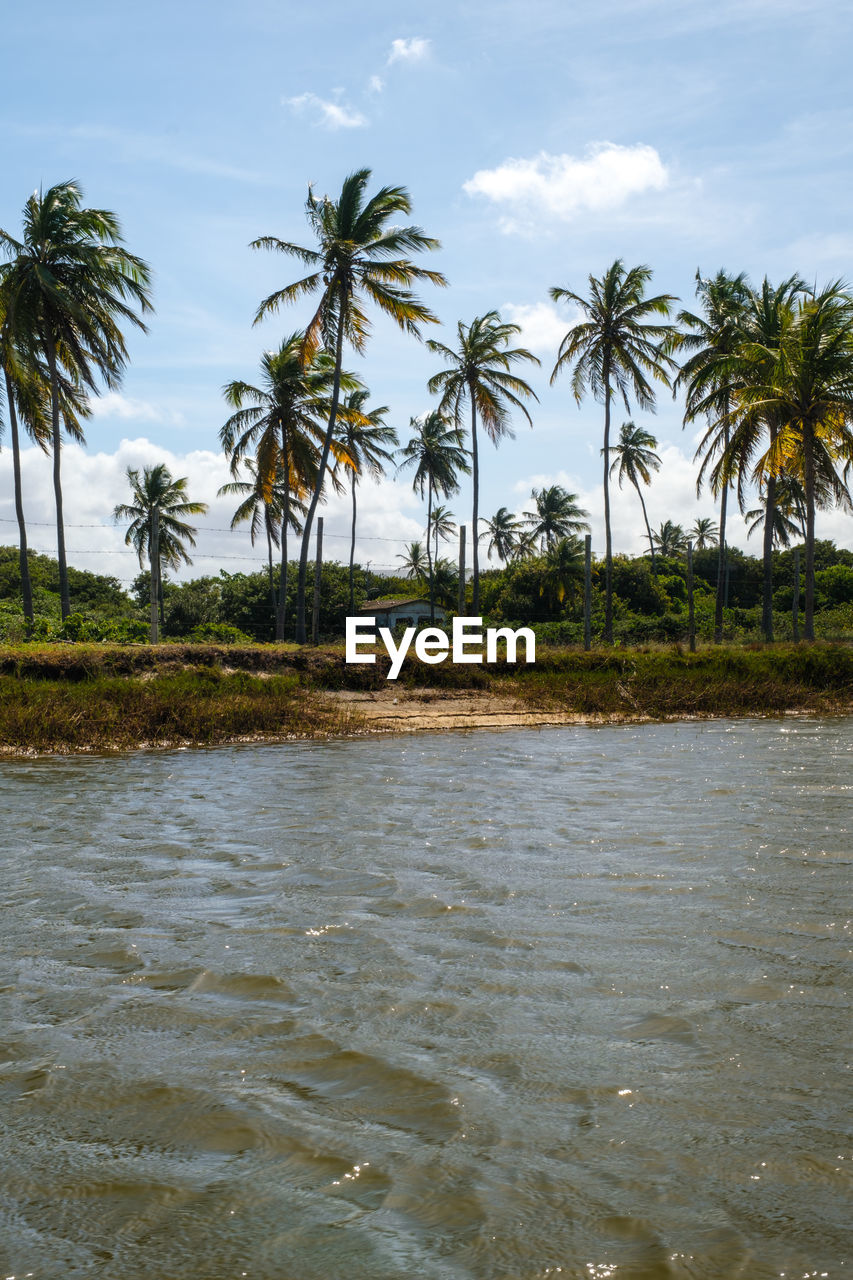 palm trees by sea against sky