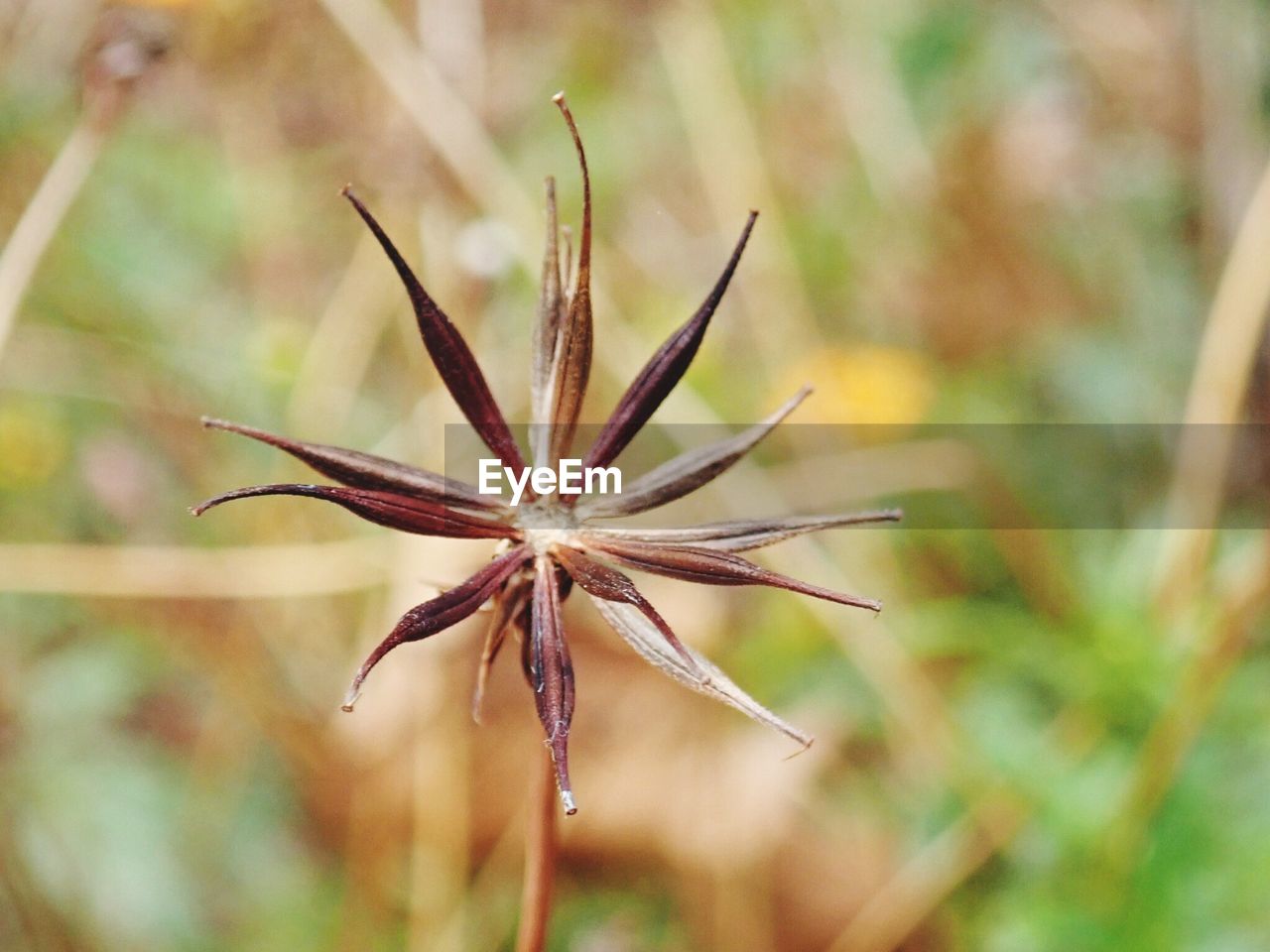 CLOSE-UP OF FLOWER PLANT