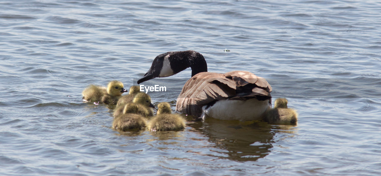 DUCKS IN LAKE