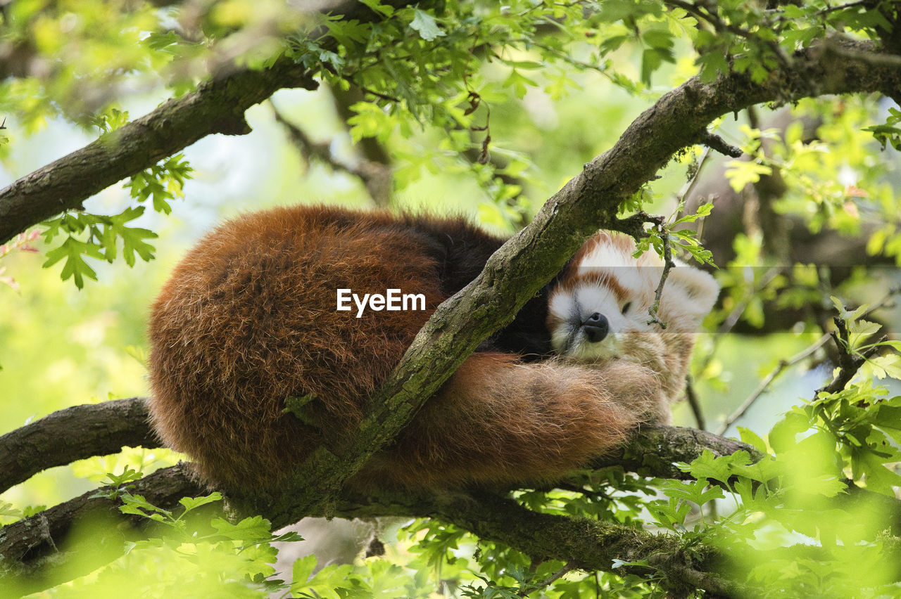 Close-up of a red panda sleeping in a tree