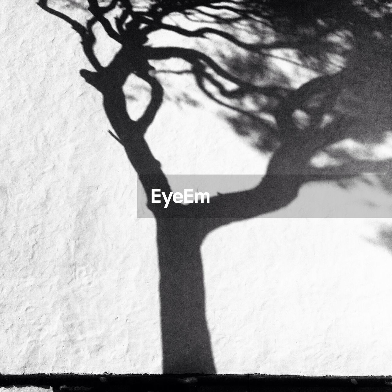 SHADOW OF BARE TREES ON THE WALL