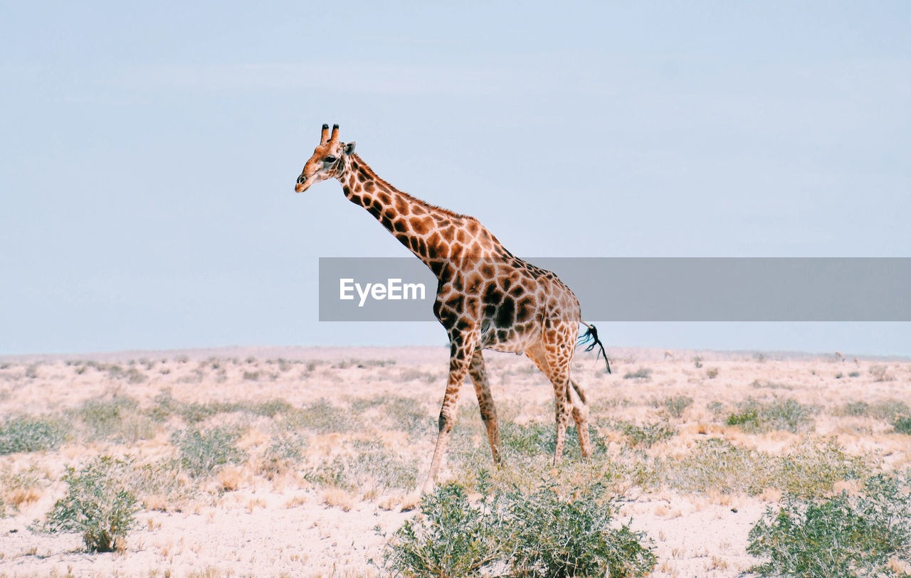 Full length of giraffe standing in on arid land against sky