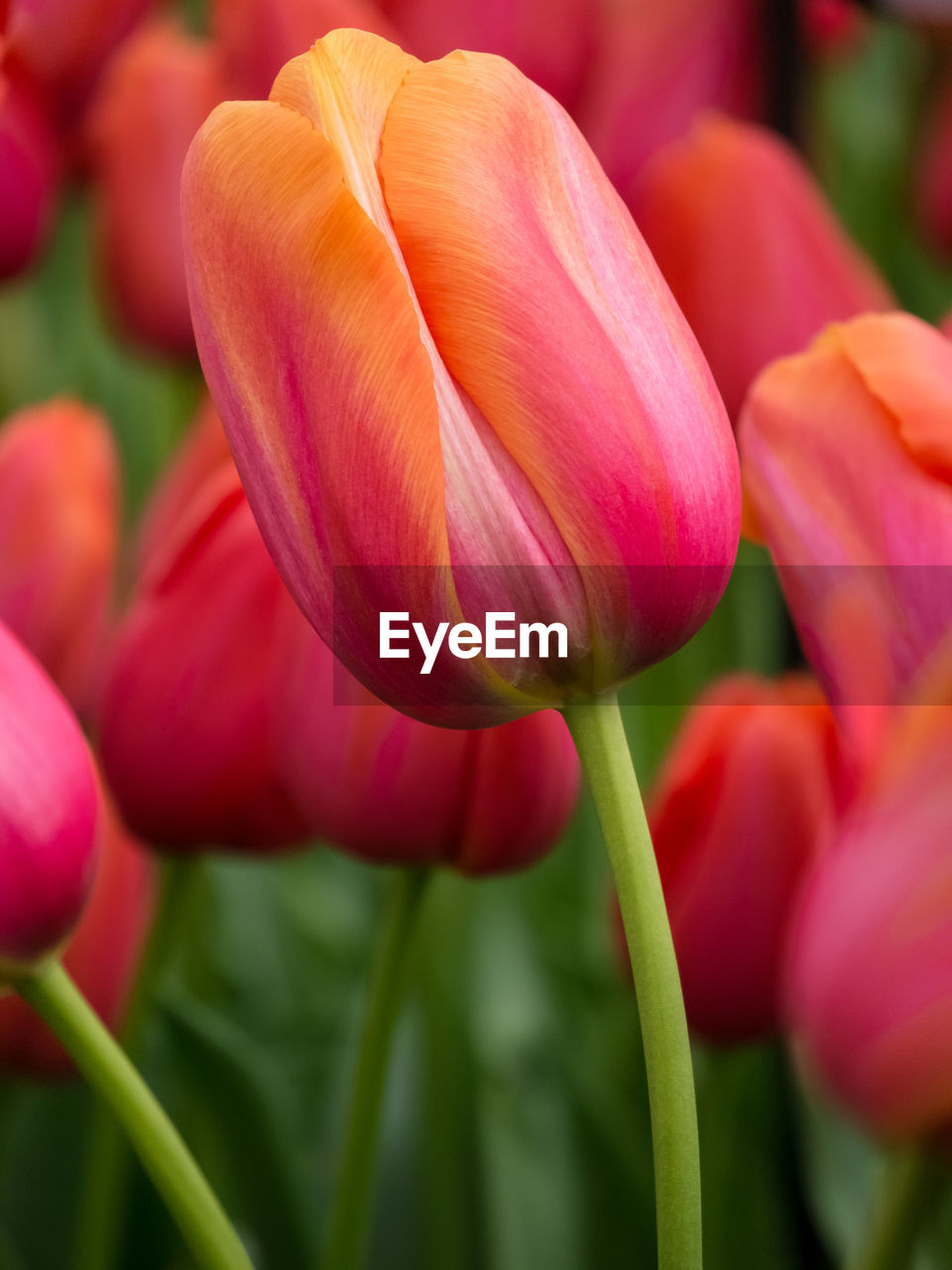 Close-up of pink flowers