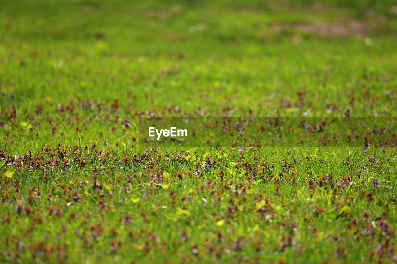 Full frame shot of grass on field