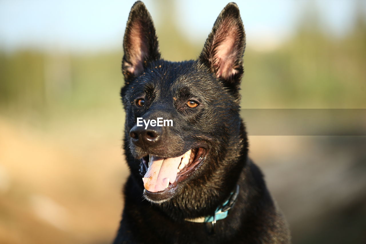 CLOSE-UP PORTRAIT OF DOG