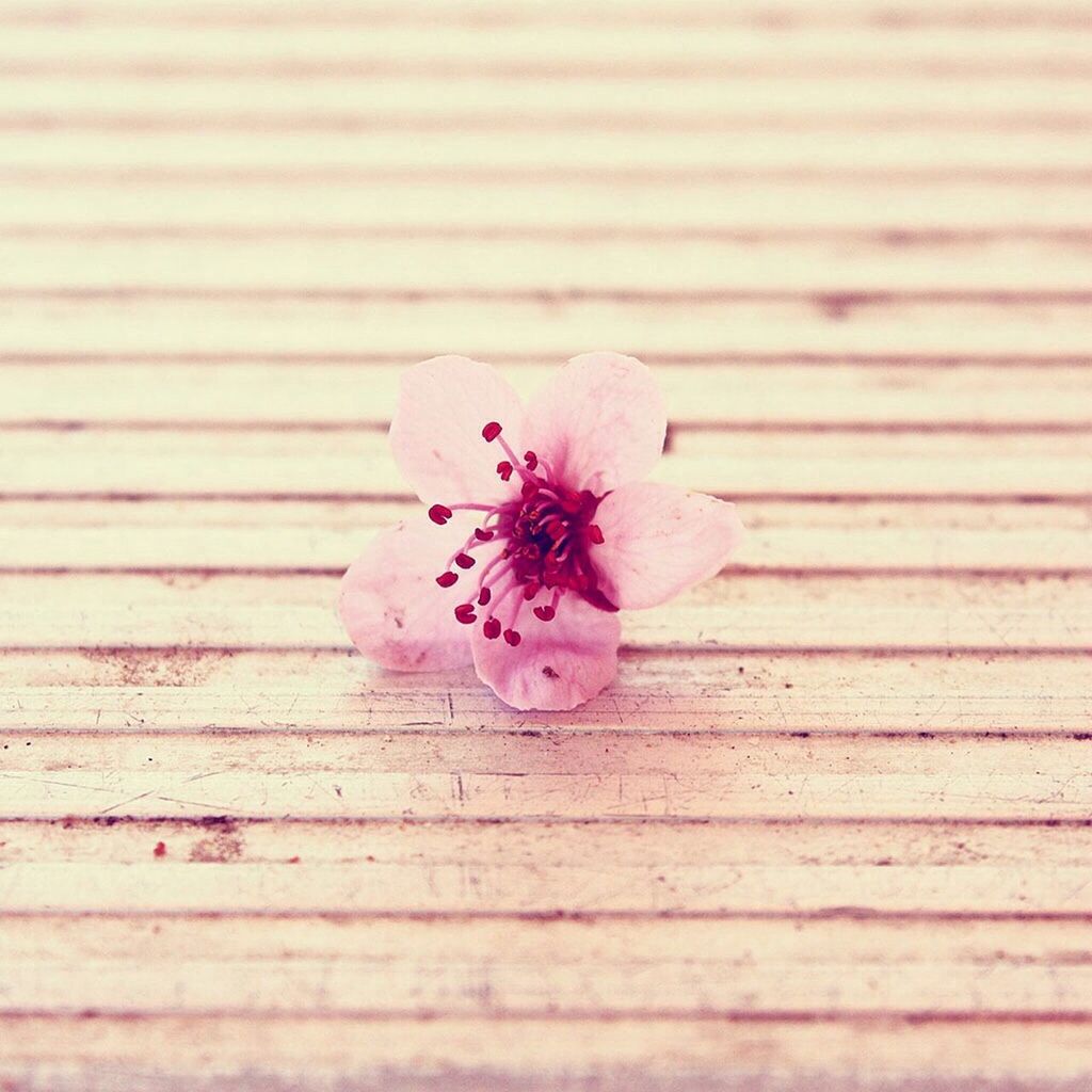 Close-up of a pink flower on wood paneled surface