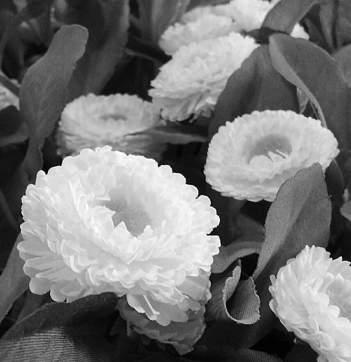 CLOSE-UP OF WHITE ROSES