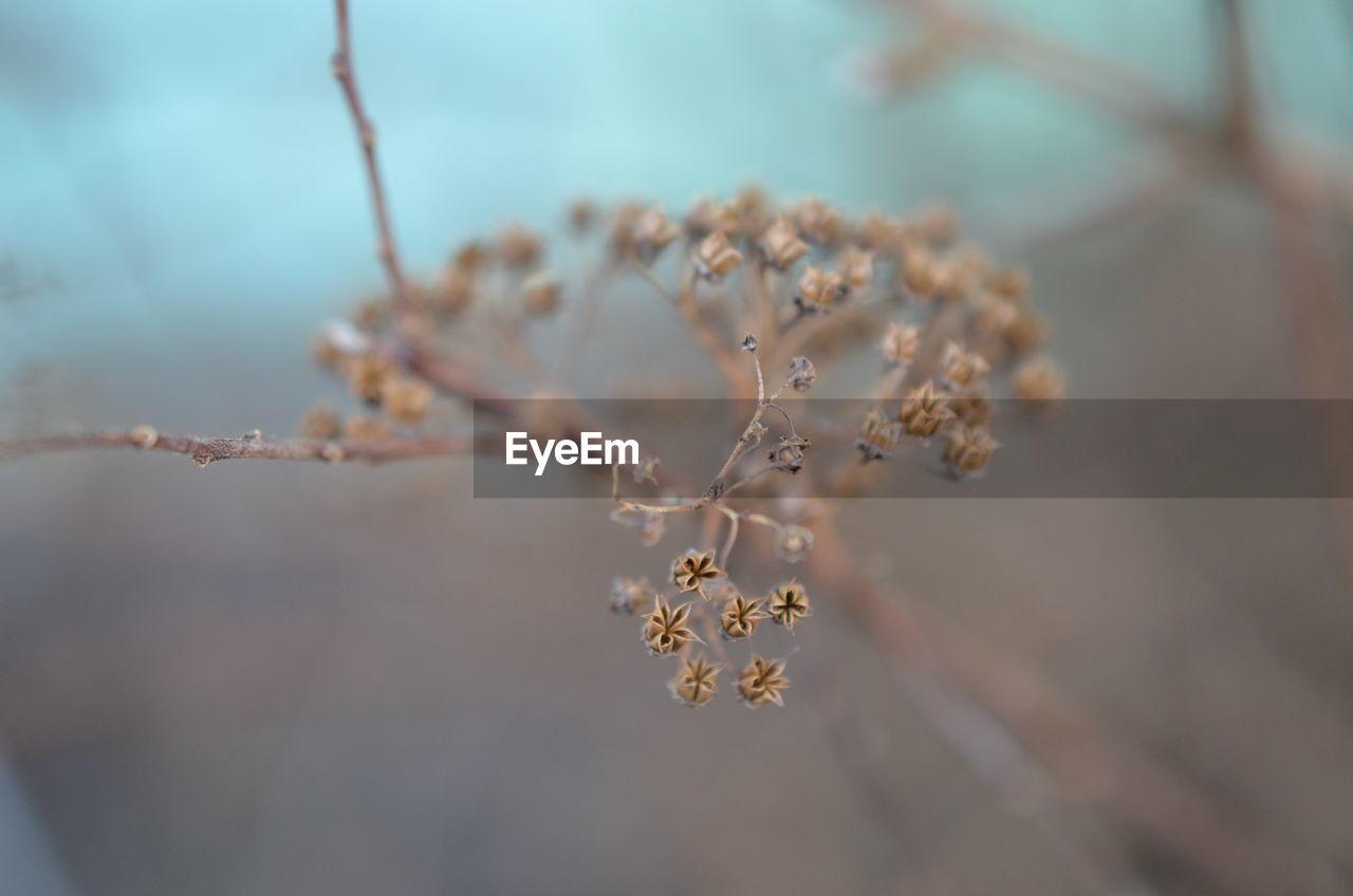 CLOSE-UP OF FLOWERS ON TREE