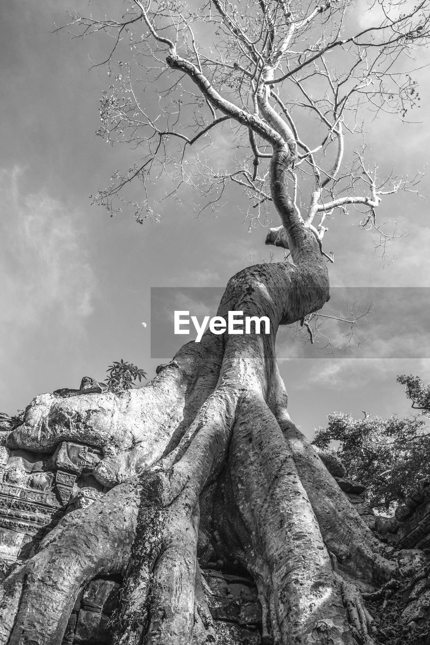 Low angle view of bare tree against sky in ta prohm