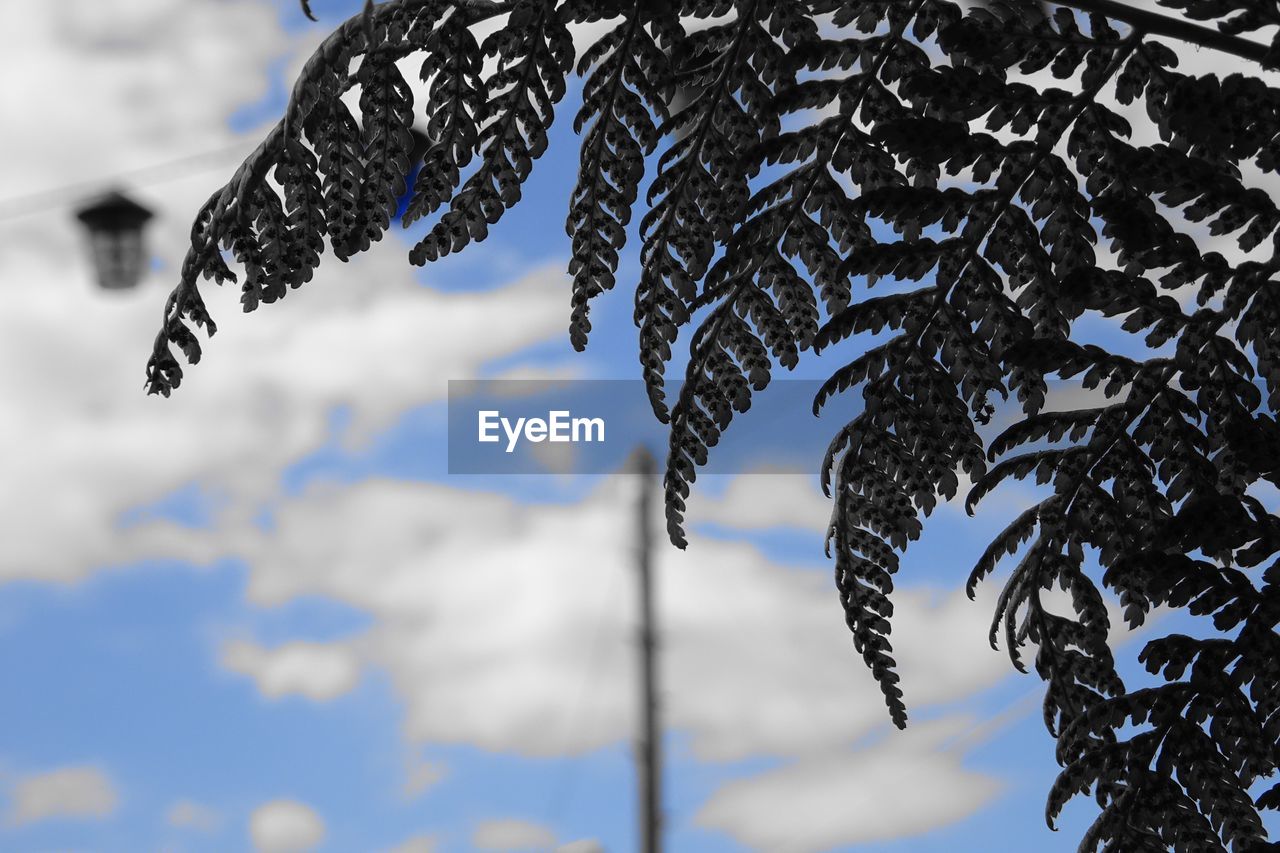 CLOSE-UP OF FROZEN PLANTS AGAINST SKY