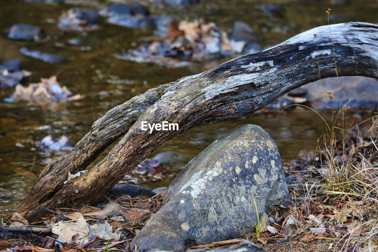 CLOSE-UP OF DRIFTWOOD ON FIELD AGAINST TREES