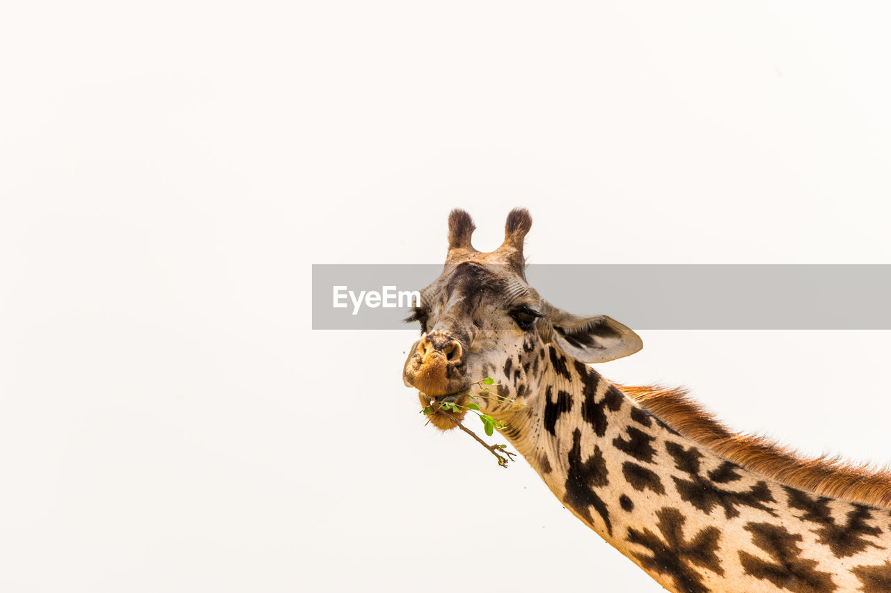 Portrait of giraffe eating