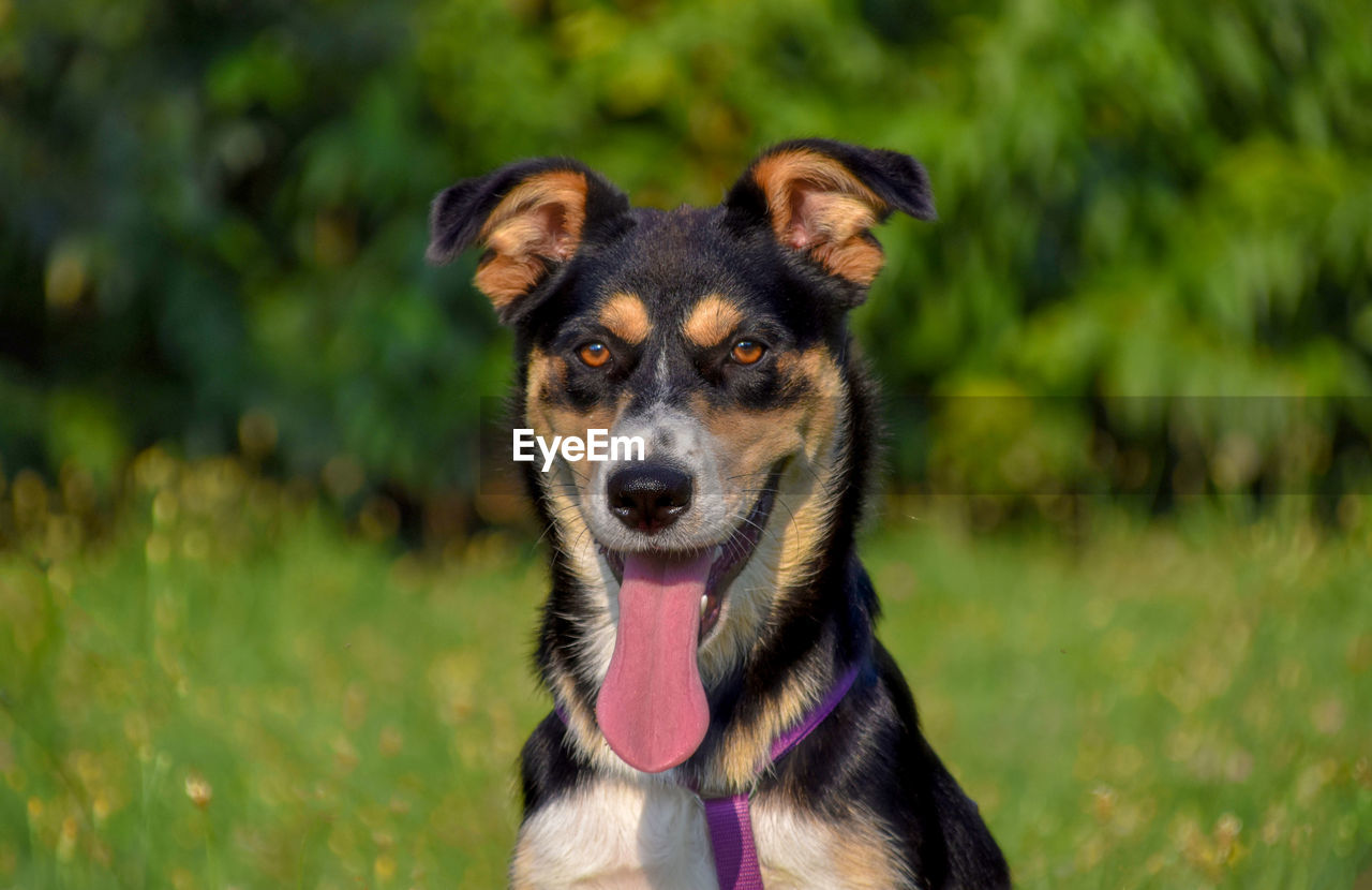 PORTRAIT OF DOG STICKING OUT TONGUE