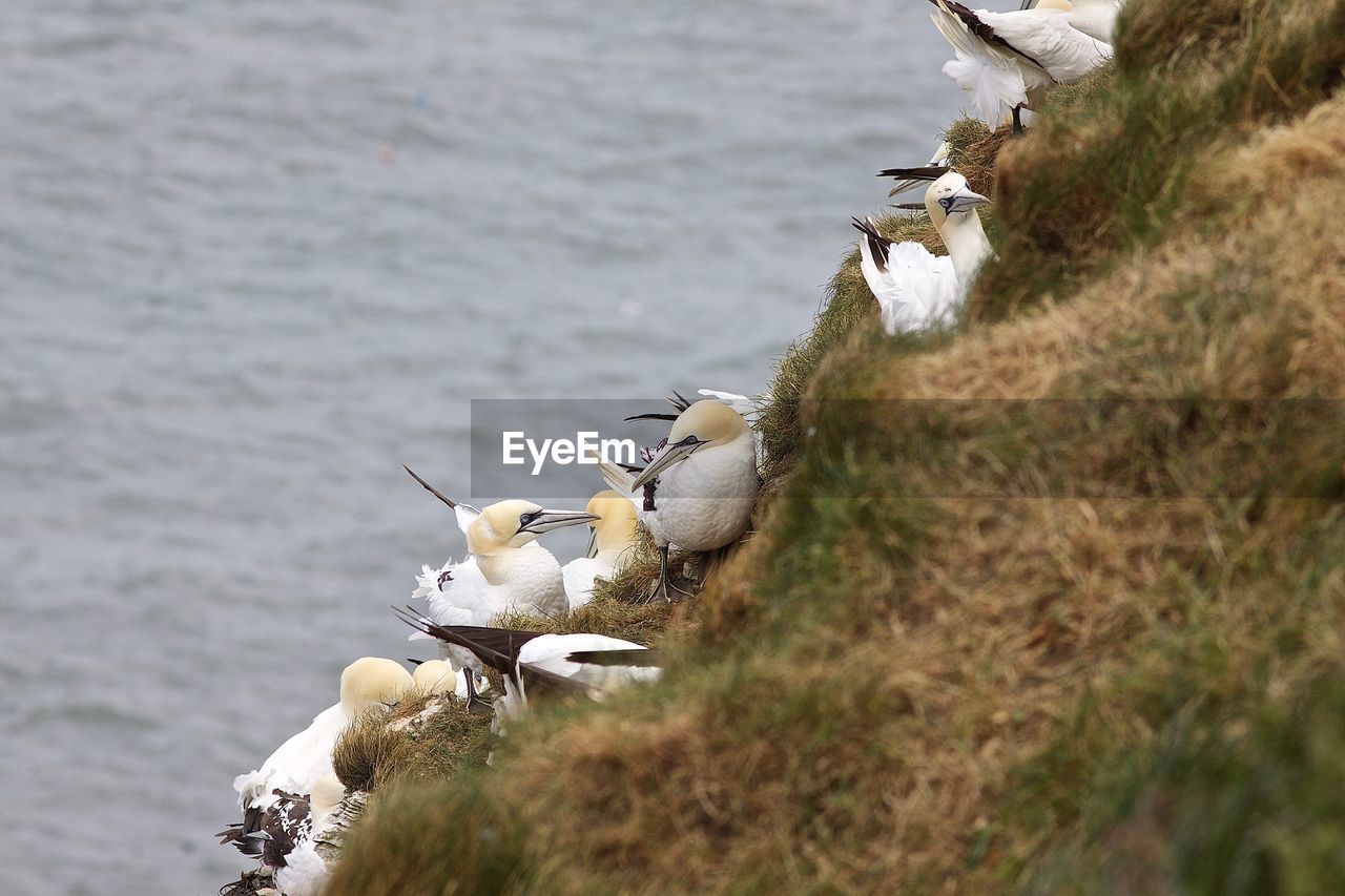 SEAGULL PERCHING ON A WALL