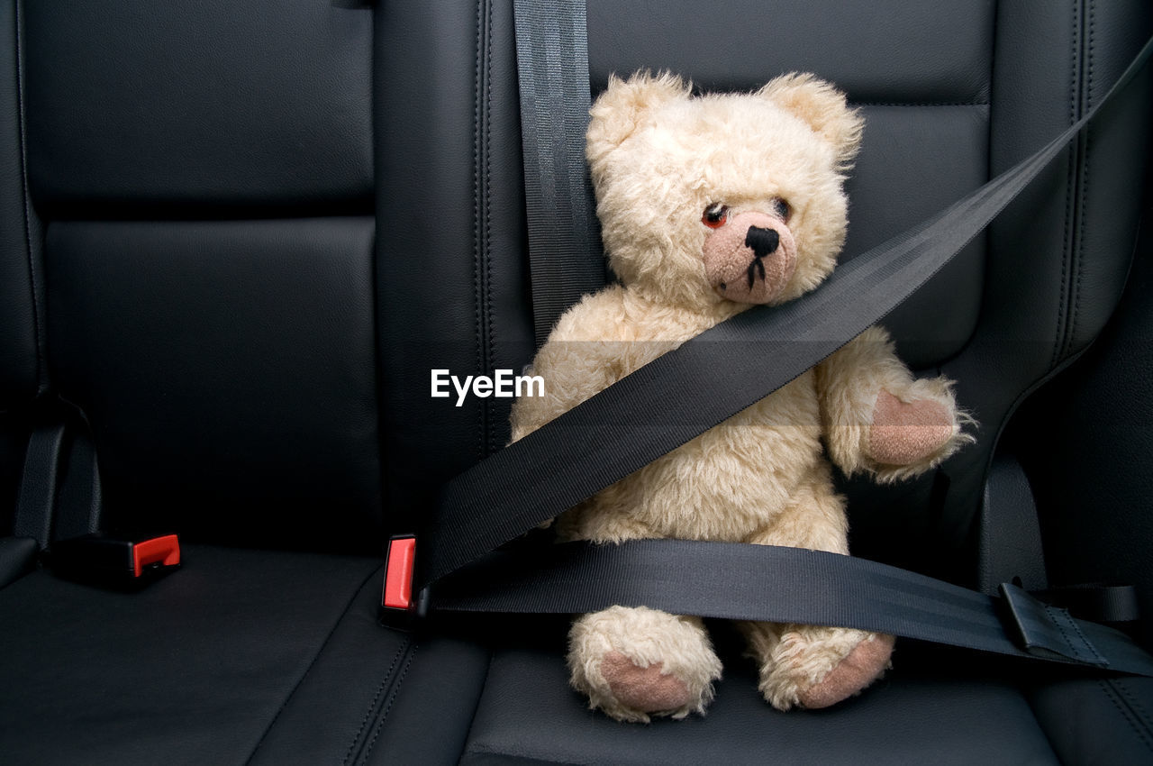 Teddy bear buckled with safety belt in a car