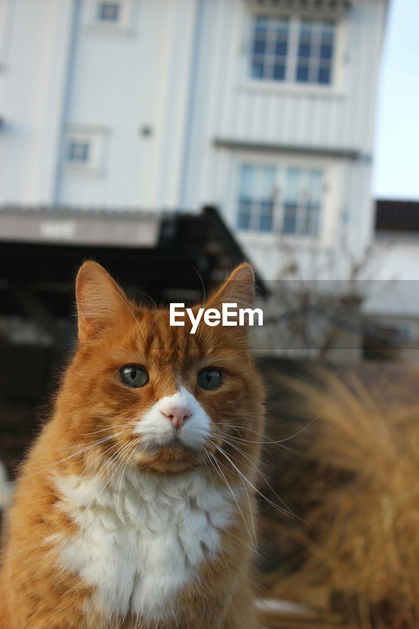 CLOSE-UP PORTRAIT OF CAT AGAINST WALL