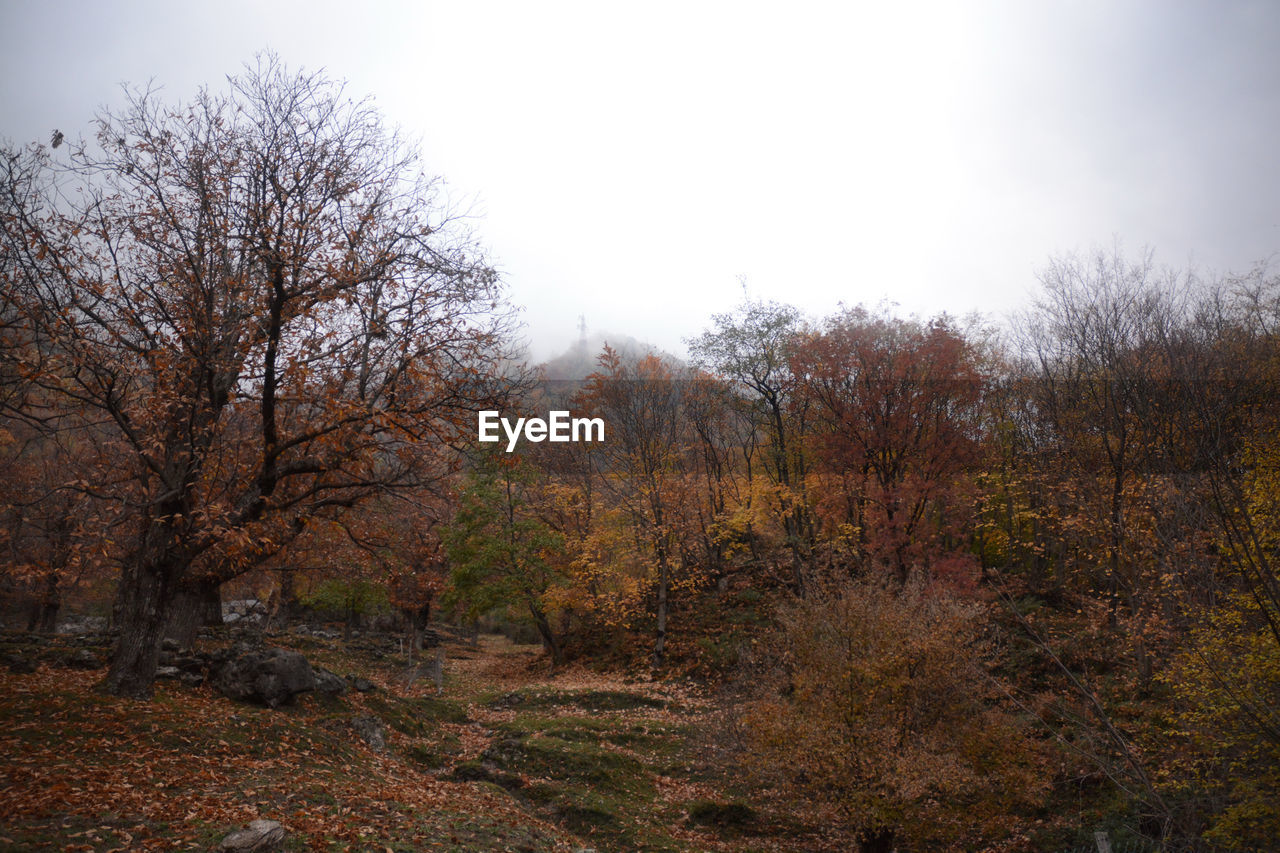 TREES IN FOREST DURING AUTUMN AGAINST SKY