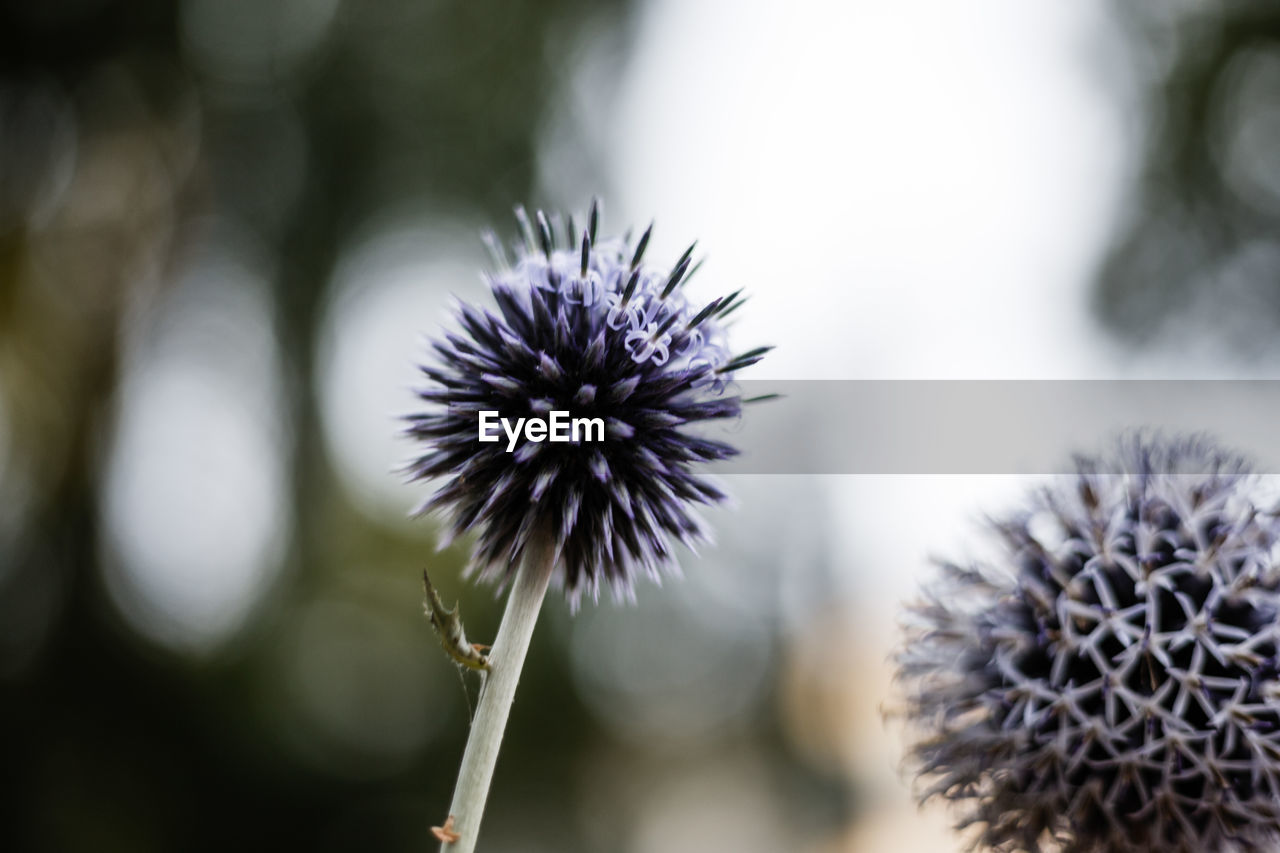 Close-up of globe thistle