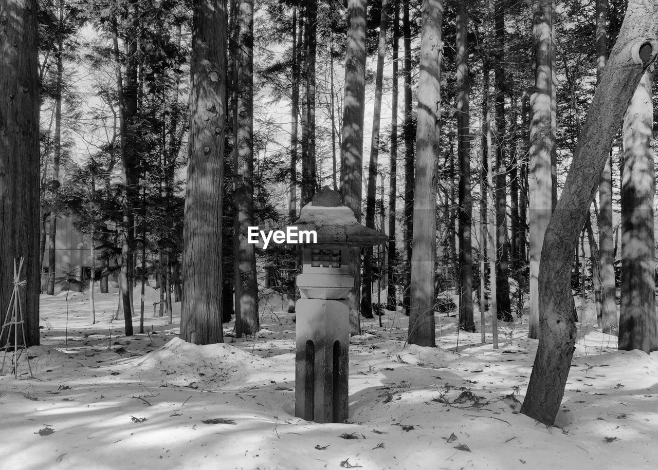 Lantern in snow covered forest