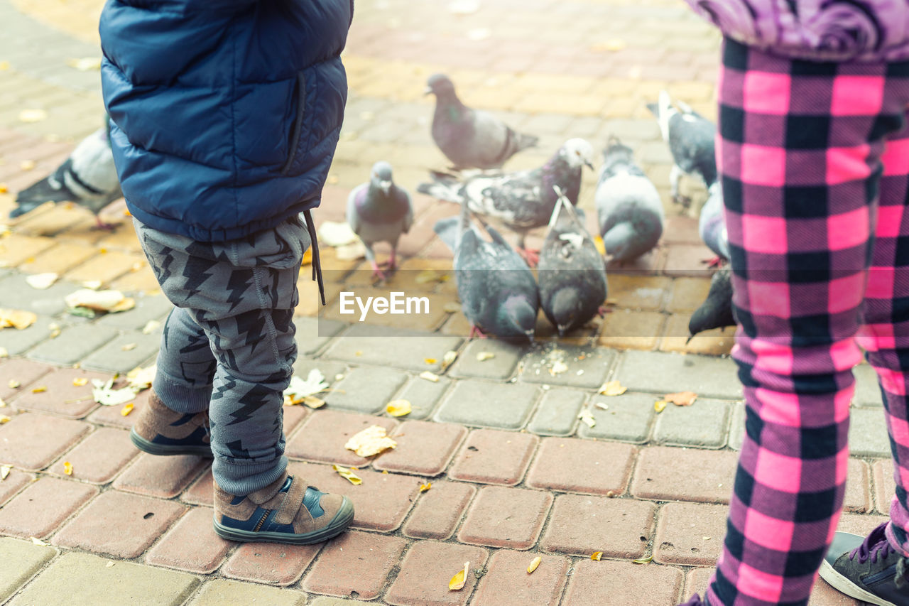 LOW SECTION OF MAN AND PIGEONS ON STREET