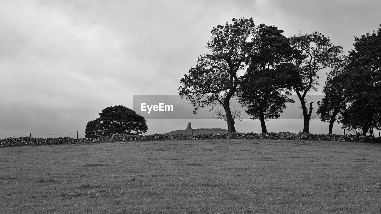 VIEW OF TREES ON FIELD AGAINST SKY